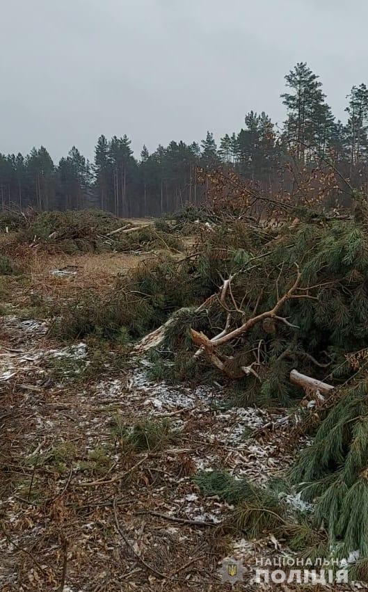 Под Киевом чиновники вырезали леса на 13 миллионов гривен