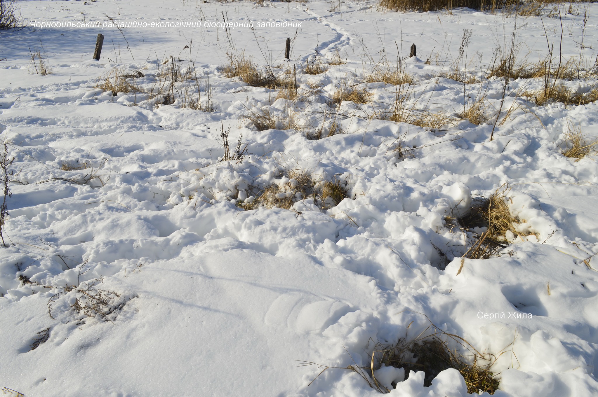 Фото: коровы, лошади, олени вынуждены были добывать пищу из-под снега